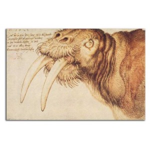 Albrecht Dürer - Głowa morsa